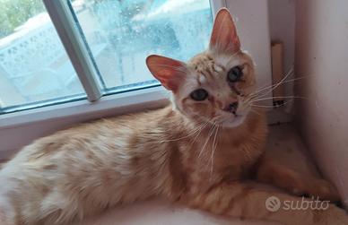 Gatto rosso 