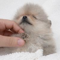 Cucciola di Pomerania