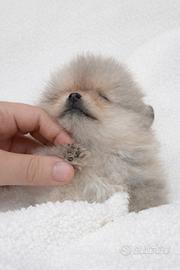 Cucciola di Pomerania