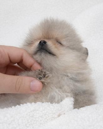 Cucciola di Pomerania