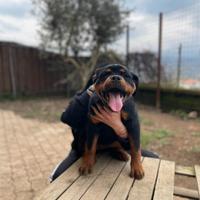 Rottweiler