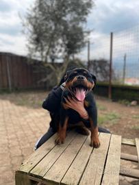 Rottweiler