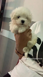 Stupendi cuccioli di maltese miny maschio e femmin