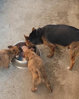 cuccioli di piccola taglia 