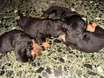 4 cuccioli incrocio rottweiler