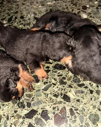 4 cuccioli incrocio rottweiler