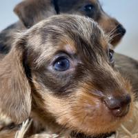 Cuccioli bassotto pelo duro arlecchino pedigree