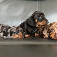 Cuccioli bassotti merle maschi e femmine
