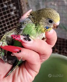Pappagallini ondulati da allevare a mano