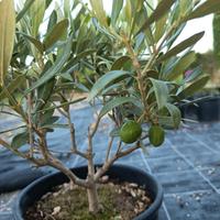 mini olivi bonsai in vaso 18