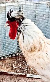 Gallo olandese con ciuffo più galline coronata