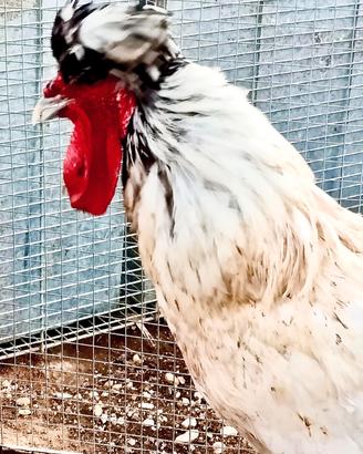 Gallo olandese con ciuffo più galline coronata