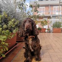 Cocker Spaniel cioccolato - Disponibile per Monta