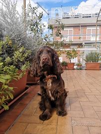 Cocker Spaniel cioccolato - Disponibile per Monta