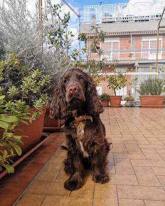 Cocker Spaniel cioccolato - Disponibile per Monta
