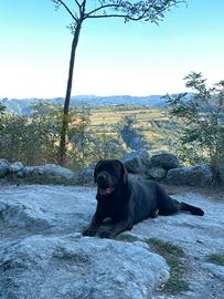 Labrador disponibile per accoppiamento