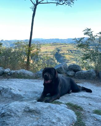 Labrador disponibile per accoppiamento