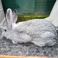 Grigio di Carmagnola