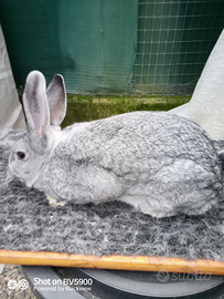 Grigio di Carmagnola