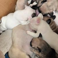 Cuccioli di bulldog francesi