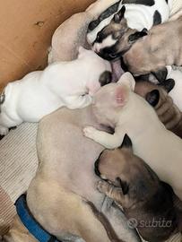 Cuccioli di bulldog francesi