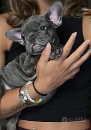 Bulldog francese cuccioli