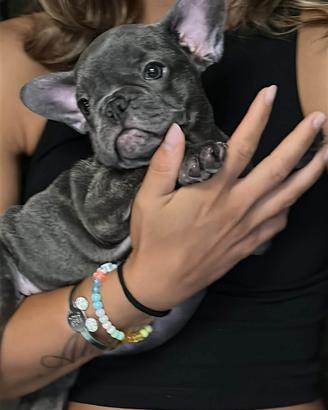 Bulldog francese cuccioli