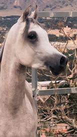 Purosangue arabo 3 anni - pedigree eccezionale