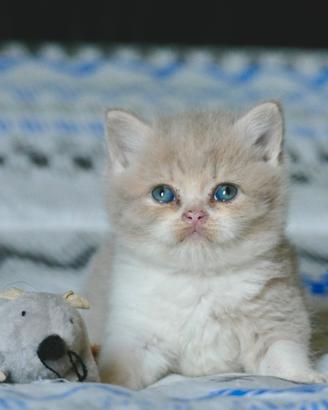BRITISH Shorthair cucciola