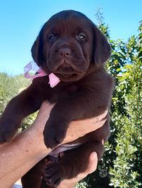 Labrador chocolate con pedigree ENCI selezionato