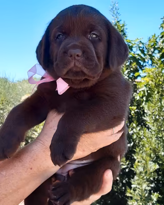 Labrador chocolate con pedigree ENCI selezionato