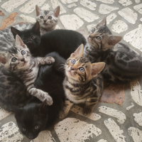 Cuccioli di Bengala