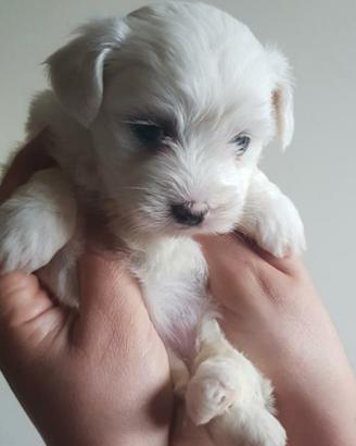 Cucciolo maltese mini
