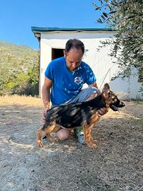 Cuccioli di pastore tedesco