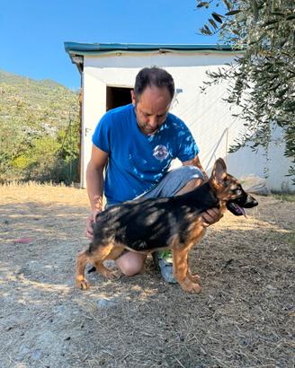 Cuccioli di pastore tedesco
