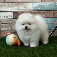 Nano di Pomerania spitz toy