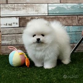 Nano di Pomerania spitz toy