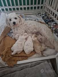 Maltipoo cuccioli