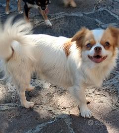 Femmina simil chihuahua