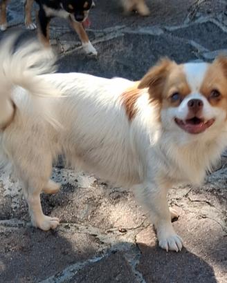 Femmina simil chihuahua