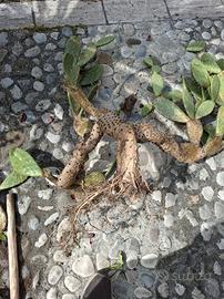 Opuntia striata  ( fico d'india  ornamentale)
cons