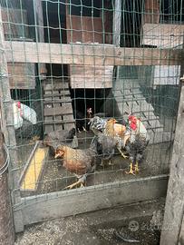 Galli Australorp marams legbar amroks