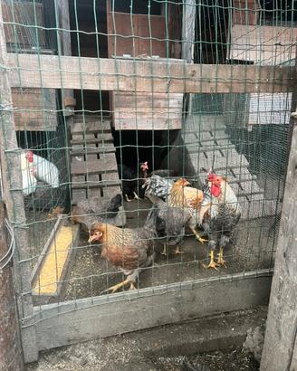 Galli Australorp marams legbar amroks