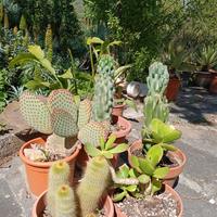 piante grasse e succulenti