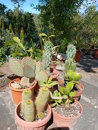 piante grasse e succulenti