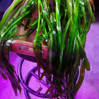 Piante galleggianti per acquario