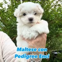Maltese maschio con Pedigree Enci taglia piccola