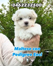 Maltese maschio con Pedigree Enci taglia piccola