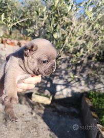Cucciolo bull dog francese