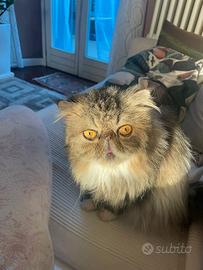 Gatta persiana